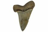 Fossil Broad-Toothed Mako Tooth - South Carolina #170417-2